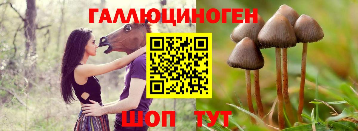 Волгодонск  Галлюциногенные грибы GOLDEN TEACHER  Вход с VPN 